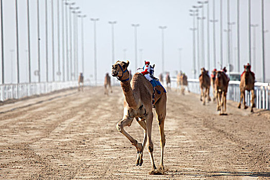 赛骆驼,多哈,卡塔尔,中东