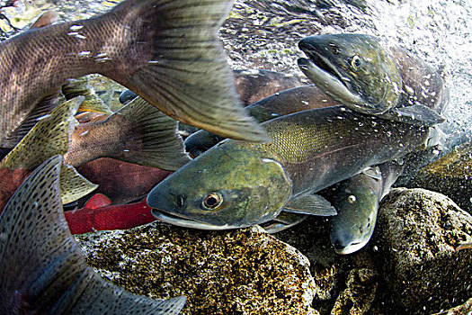 美国,阿拉斯加,卡特麦国家公园,水下视角,产卵,红鲑鱼,湾
