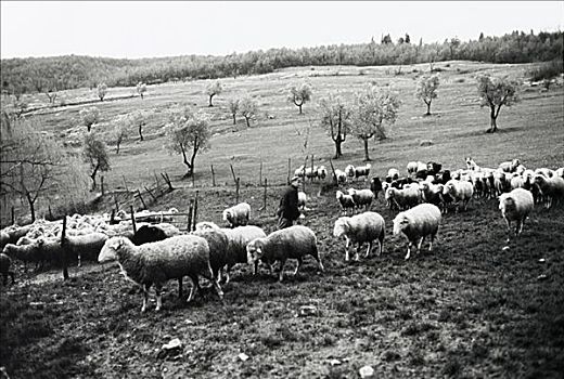 绵羊,意大利