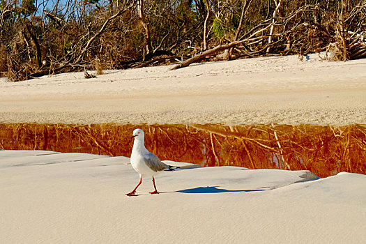 澳大利亚白天堂沙滩红嘴鸥