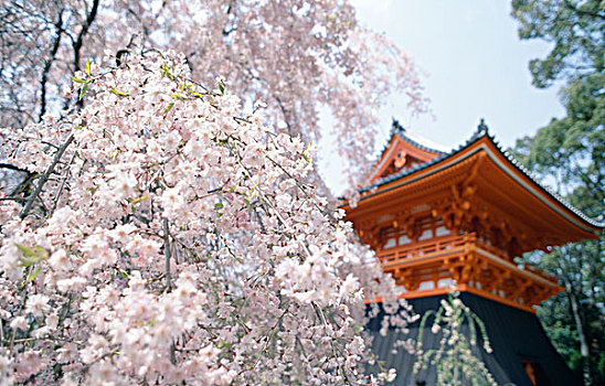 正面,庙宇,仁和寺,京都,本州,日本