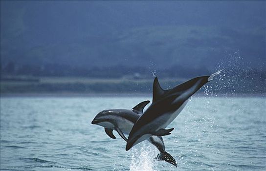暗黑斑纹海豚,乌色海豚,一对,跳跃,室外,水,新西兰