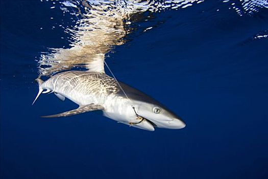 密克罗尼西亚,灰礁鲨,黑尾真鲨