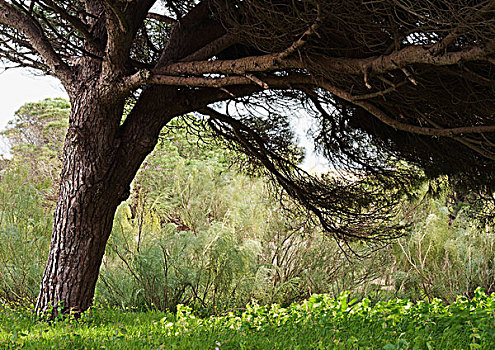 大树,植物,仰视,安达卢西亚,西班牙