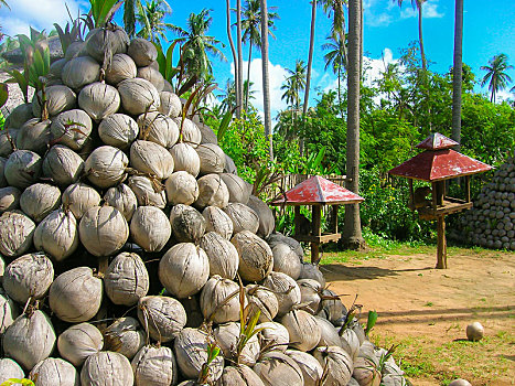 干燥,椰树,农产品,椰汁