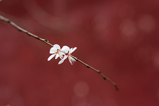 济南千佛山春暖花开