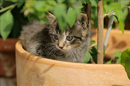 小猫,坐,花,容器,特写