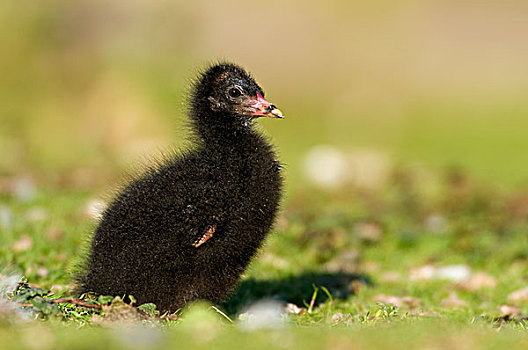 黑水鸡,幼禽,弗里斯兰省,荷兰