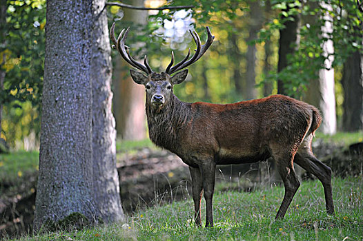 赤鹿,鹿属,鹿,杜鹿,自然保护区,下萨克森,德国,欧洲