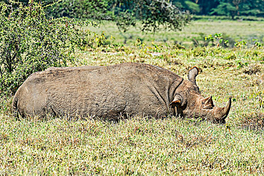 黑犀牛,肯尼亚,非洲