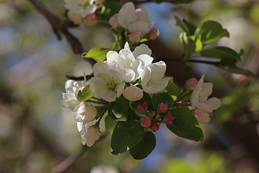 苹果花开,感受春天的美好