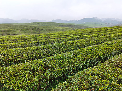 贵州湄潭,万亩茶海给大自然披上绿色地毯