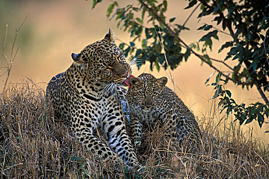 非洲,肯尼亚,马塞马拉野生动物保护区,成年,女性,豹,打理,老,幼兽,草丛,黄昏