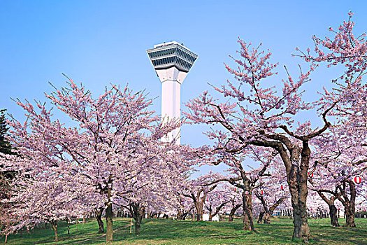 北海道,樱桃树,塔