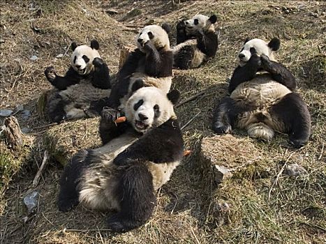 大熊猫,五个,俘获,幼兽,吃,胡萝卜,中国