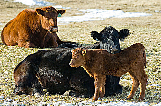 牛,牧场,西南方,艾伯塔省,加拿大