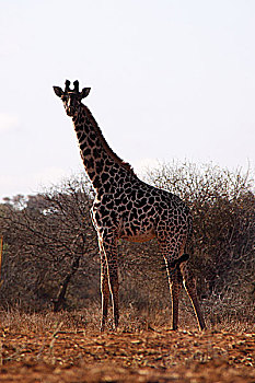 肯尼亚非洲大草原长颈鹿-侧面特写