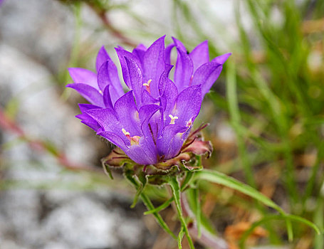 花,国家公园,阿尔巴尼亚,阿尔卑斯山,欧洲