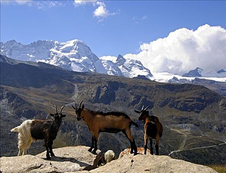 山羊,正面,顶峰,布莱特峰,策马特峰,瓦莱,瑞士