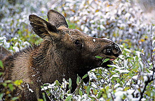 浏览,驼鹿,幼兽,碧玉国家公园,西部,艾伯塔省,加拿大