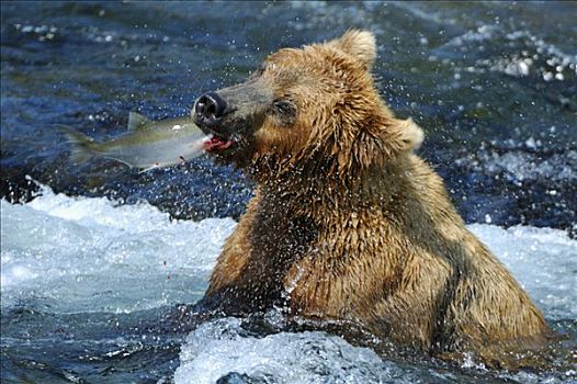 棕熊,熊,抓住,三文鱼,布鲁克斯河,溪流,卡特麦国家公园,阿拉斯加,美国