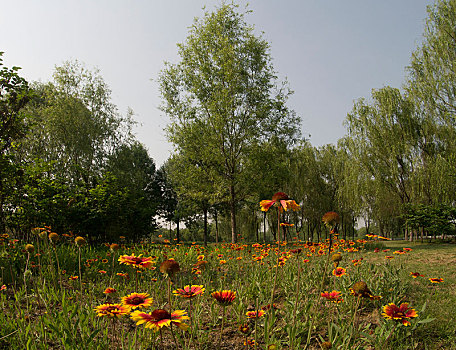 黄花树林