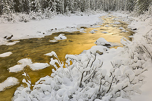 河,通过,树林,碧玉国家公园,艾伯塔省,加拿大