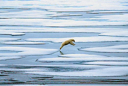 北极熊,跳跃,上方,水池,冰,兰开斯特海峡