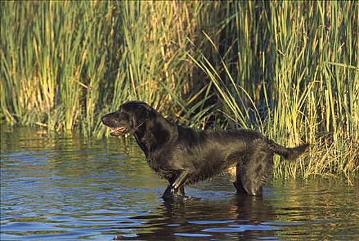 黑色拉布拉多犬,狗,成年,雄性,站立,浅,湿地,水