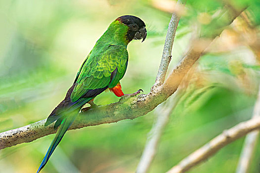长尾鹦鹉,树,潘塔纳尔,巴西,南美
