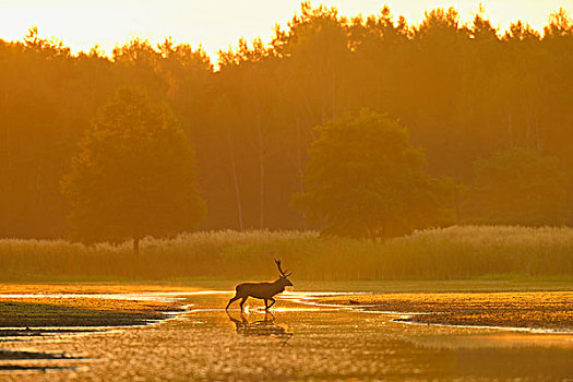赤鹿,生物保护区,萨克森,德国