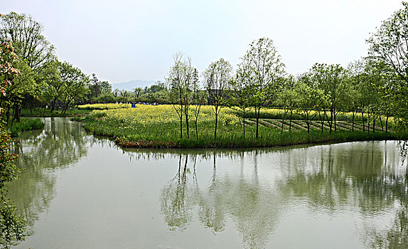 杭州西溪湿地油菜花地