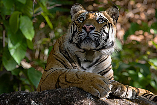 孟加拉虎,虎,躺着,石头,班德哈维夫国家公园,中央邦,印度