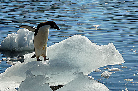 南极,南极半岛,岛屿,阿德利企鹅,海滩,冰,鹅卵石