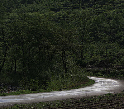 树,山路弯弯