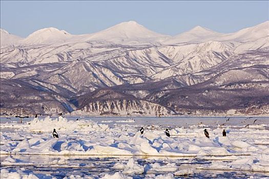 海洋,鹰,尾巴,浮冰,根室海峡,知床半岛,北海道,日本