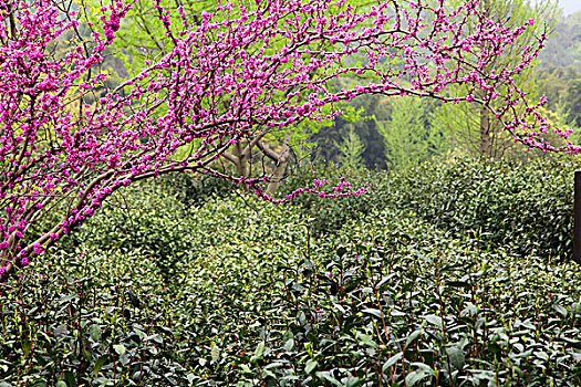 苏州,旺山,公园,植物园,景区,环境,治理,植物,绿化,小品