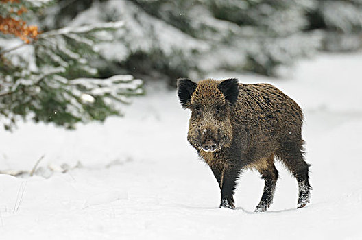 野猪,冬天,巴伐利亚,德国