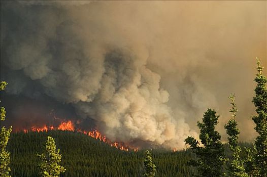 森林火灾,育空地区,加拿大,夏天,靠近