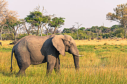 博茨瓦纳,奥卡万戈三角洲,大象,非洲象,放牧,靠近,河