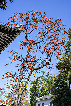 羊城广州千年古刹光孝寺