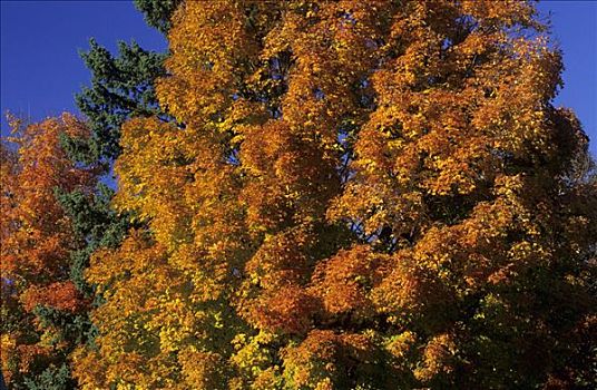 秋天,色彩,枫树,绿色,山峦,佛蒙特州,美国