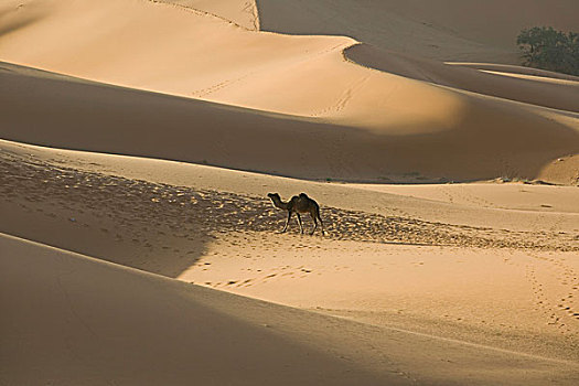 摩洛哥,梅如卡,骆驼,驼队,却比沙丘,沙丘,向上,高度,早晨