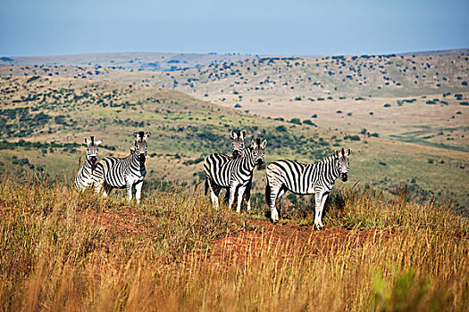 斑马,群,热带草原,南非