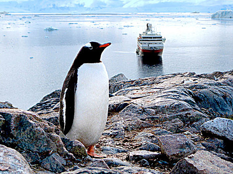 巴布亚企鹅,港口,南极,落基山,游船,背景