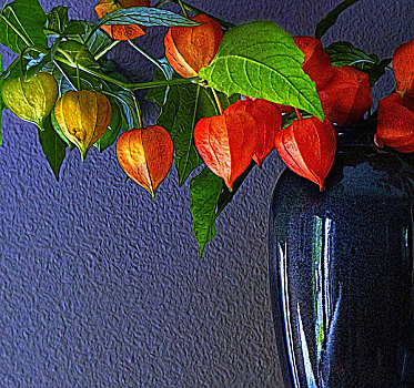 灯笼果,水果,红色,花瓣,枝条,花瓶