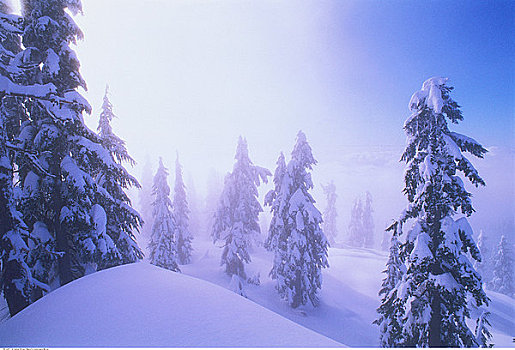 针叶树,雪中,海岸山脉,不列颠哥伦比亚省,加拿大