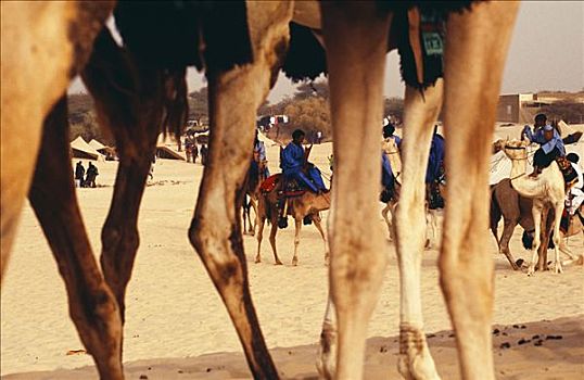 节日,沙漠,2005年,骆驼,腿,到达