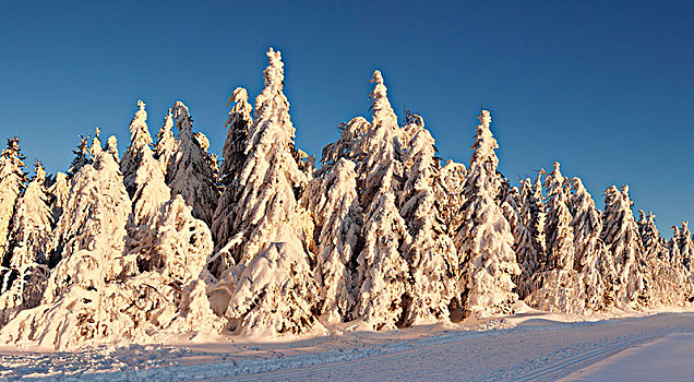 冬季风景,积雪,冷杉,落日,黑森林,巴登符腾堡,德国