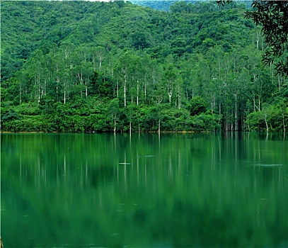 湖,树